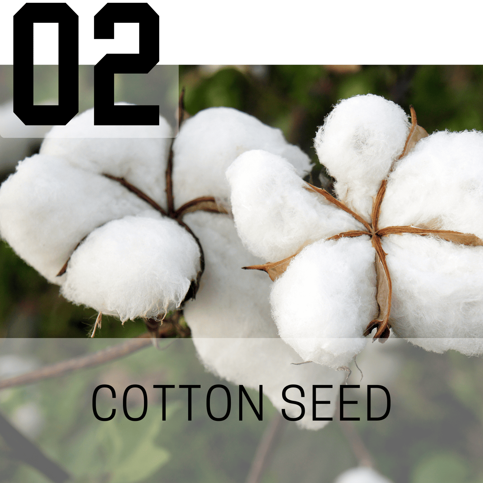 Cotton Seed (Mauli Ginning Products)