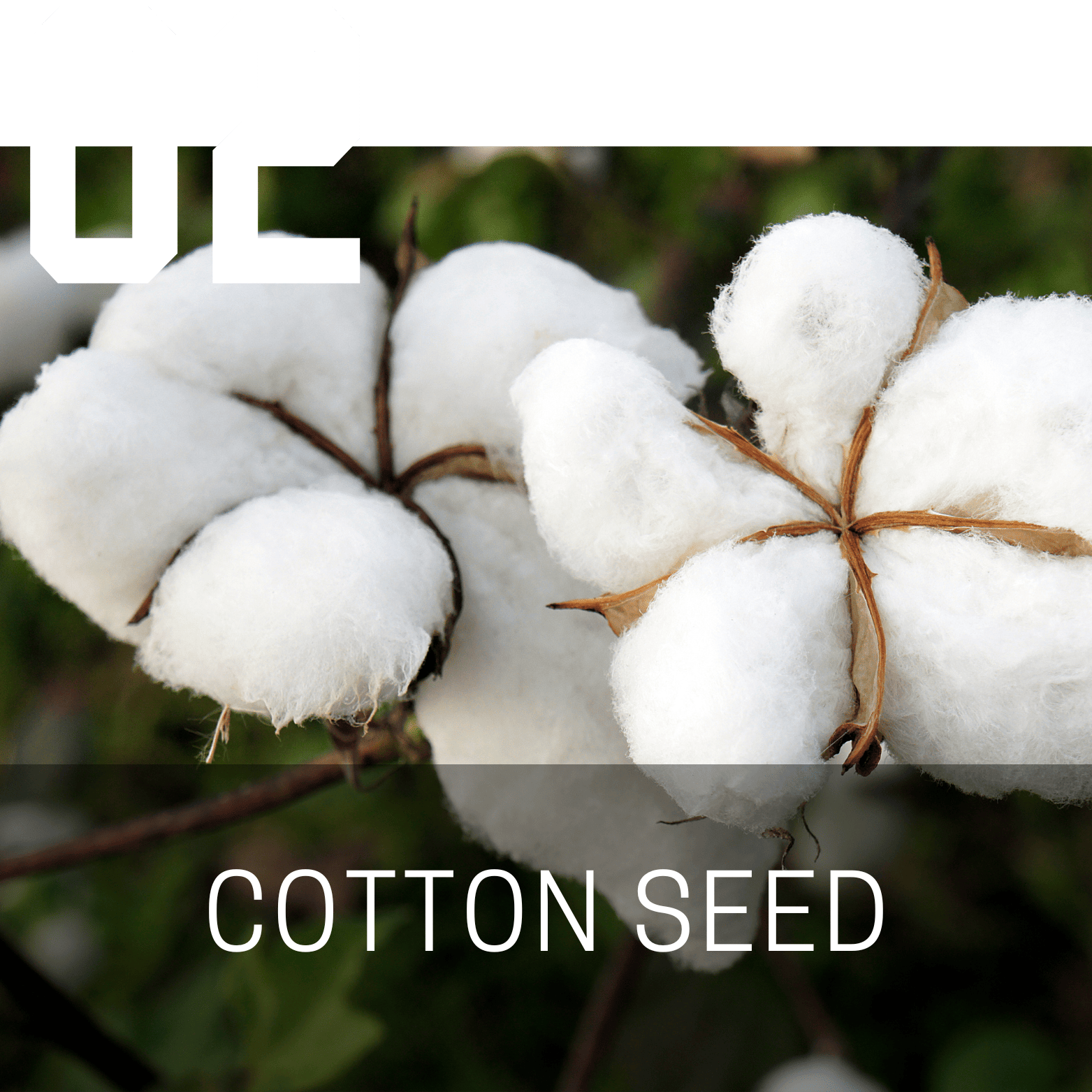 Cotton Seed (Mauli Ginning)