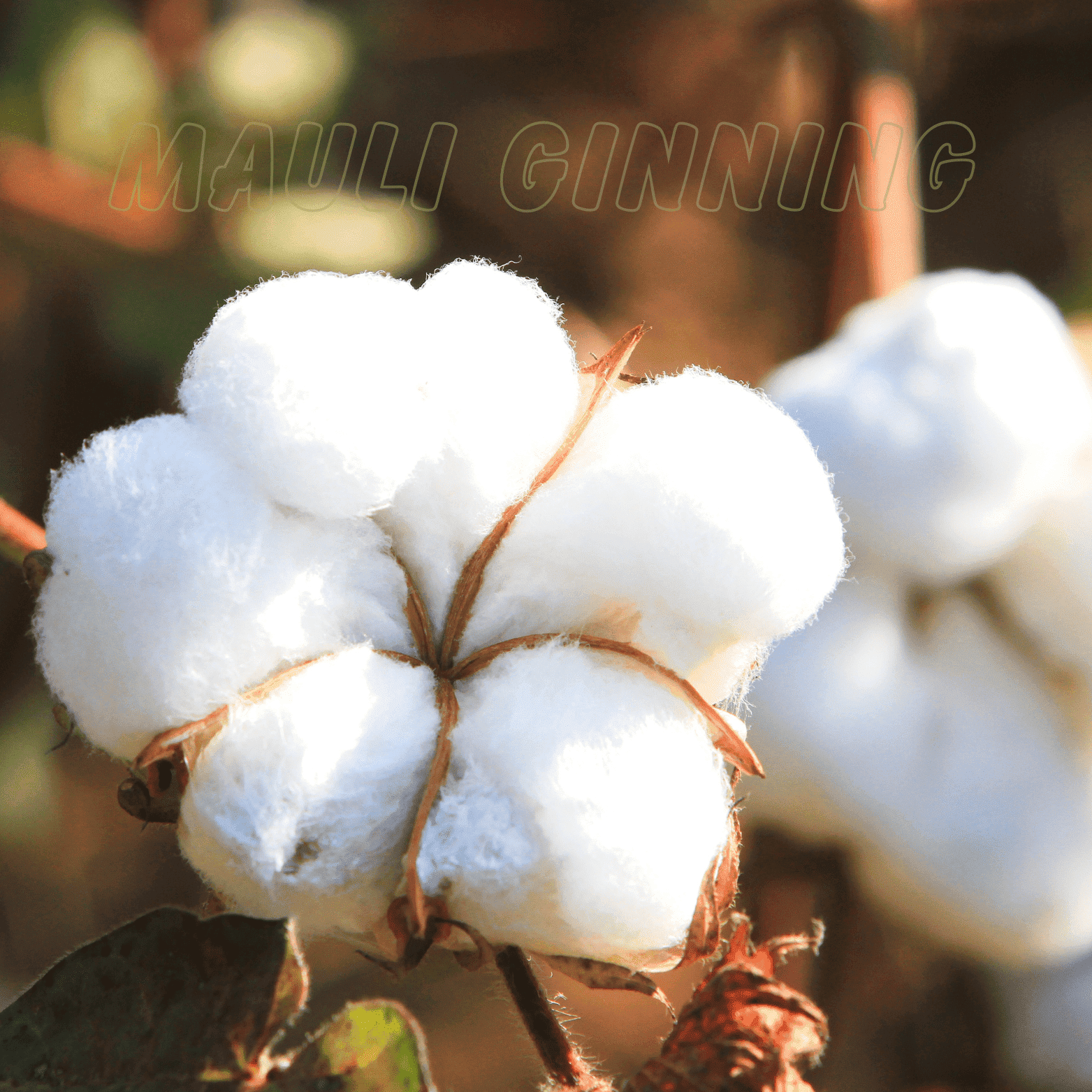 Mauli Ginning Crafting Cotton Excellence